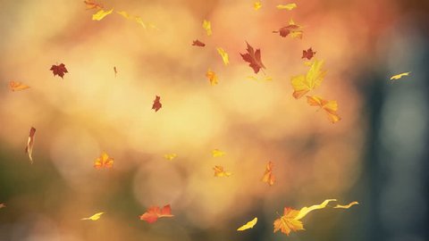 Falling autumn leaves backgrounds - loopable 