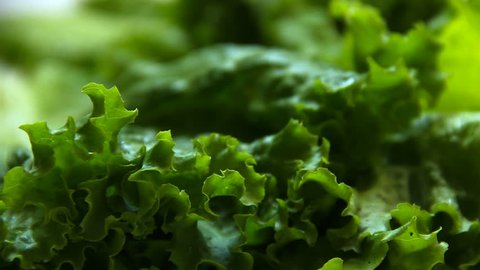 Dolly shot of green salad leaves స్టాక్ వీడియో
