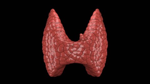 Thyroid and parathyroid gland organ rotating in seamless loop