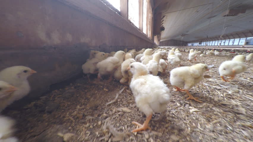 Baby Chickens in Chicken House. Stock Footage Video (100% Royalty-free ...