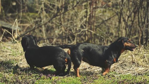 Pair Dachshund Dog Mating Animal Sex Stock Footage Video (100%  Royalty-free) 9354581 | Shutterstock