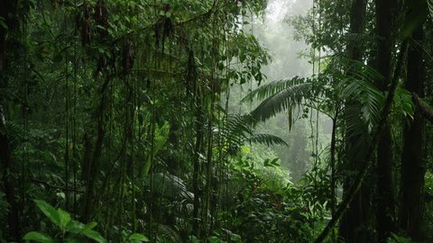 Wide panning shot of dense rain forest: Arenal, Costa Rica