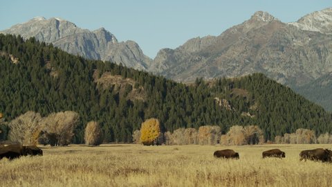 Wide shot of bison running in field: Grand Teton National Park, Wyoming, United States