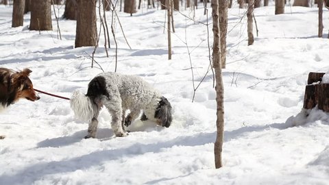 Cute Dogs Walking in The Forest During Winter - Dolly Smooth
