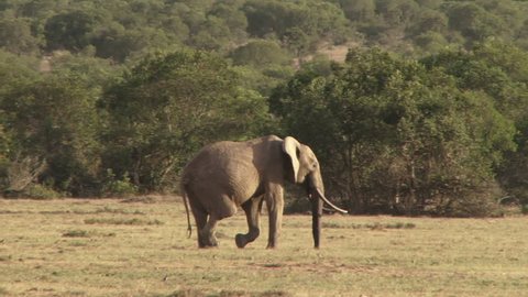 A lame elephant drags his leg as he walks across the camera.
