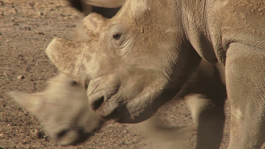 A fight of white rhinos.
 Royalty-Free Stock Footage #9358682