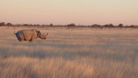 Rhino walking in the field near salt pan. Etosha, Namibia, Africa.