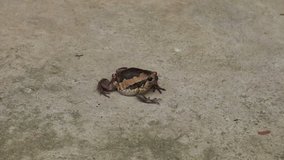 bullfrog jumping away
