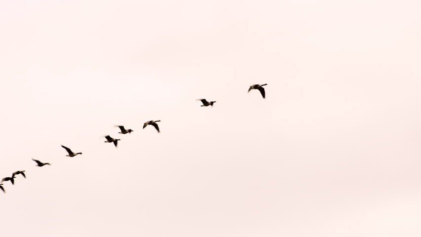 Canada geese flying in formation at sunset