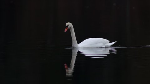Mute swan swimming in dark water at sunset