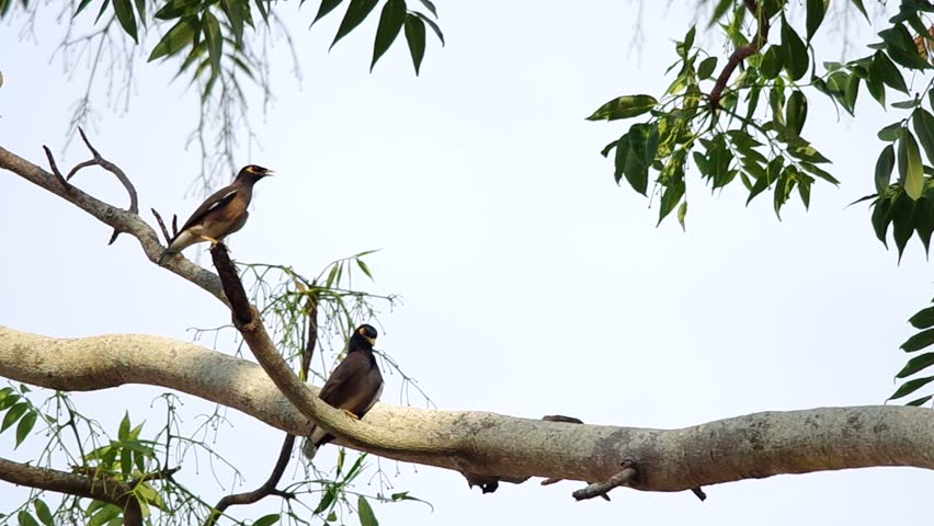 That bird is in the tree. That bird is in the tree