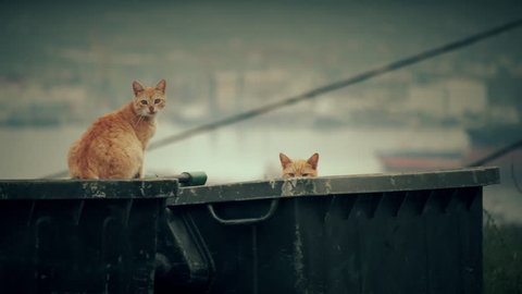 Stray alley cats on a garbage bin in the big city.A small collection of clips of a group of alley cats sitting on a dumpster bin in the city.