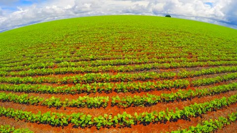 Aerial View from Soybean Plantation in Goias, Brazil