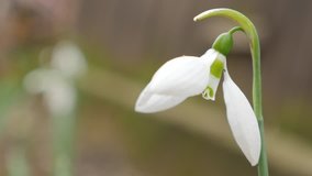 Shallow DOF snowdrop flower in the garden 4K 2160p UHD natural footage - Galanthus nivalis snowdrop plant natural environment outdoor 4K 3840X2160 UHD video