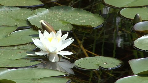 pond lily 