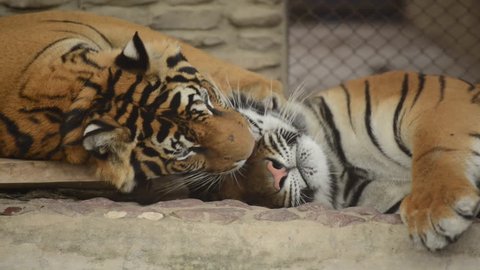 Couple of Malayan tigers are cleaning its partner hair in the cage
