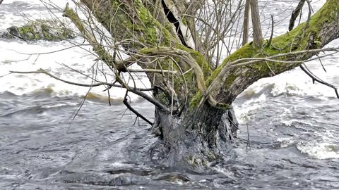 Flooded river with large amount of water passing over an old tree. High levels of water in spring time erodes away soil and strip the roots. Fixed camera position.