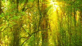 Video 1080p - Golden rays of sunshine beam down between the mossy branches and leaves of this primeval jungle wilderness near Chiang Mai. Thailand.
