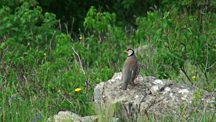 endangered bird species - rock partridge Stock Footage Video (100% ...