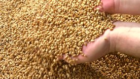 Farmer examines grains of wheat. Selected wheat falls out of the hands. Slow motion 240 fps. Slowmo. 1080p full HD video footage