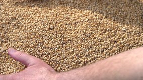 Farmer examines grains of wheat. Selected wheat falls out of the hands. Slow motion 240 fps. Slowmo. 1080p full HD video footage