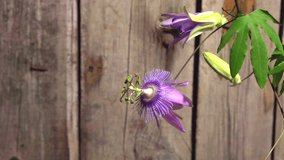Passiflora flower sways in the wind background a wooden fence.  Slow motion 240 fps. Slowmo. 1080p full HD video footage.
