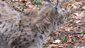 4K footage of an Eurasian Lynx  (Lynx Lynx) in the Bavarian Forest National Park (Nationalpark Bayerischer Wald) in Bavaria, Germany. The Lynx was reintroduced to the Bavarian Forest in the 1990s.