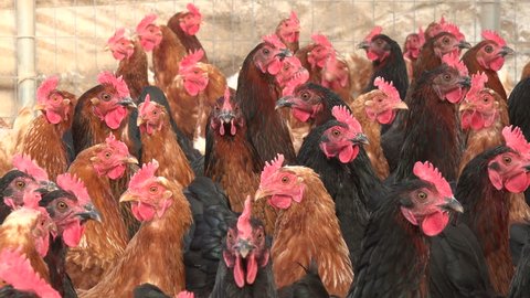Black six link and red six link chickens housed in a large chicken coup on a farm in Midwest United States. 