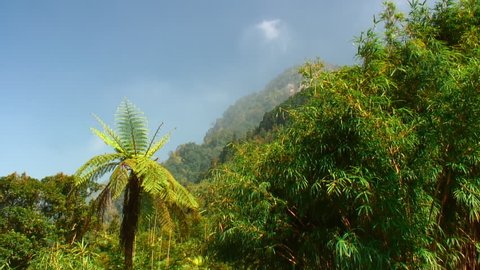 Asian mountainside jungle with bamboo and ferns on the foreground. 