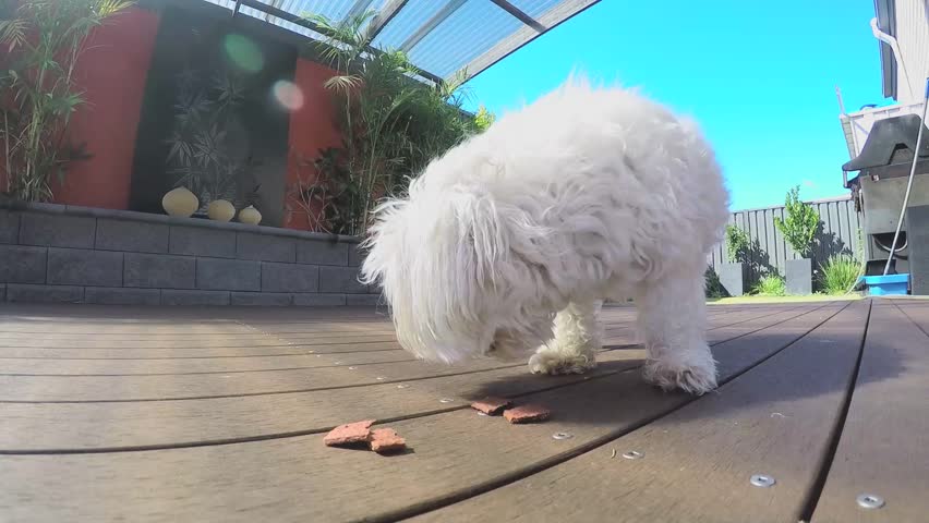 maltese cross eating some food, eating from the floor