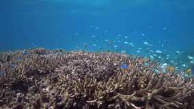 Pristine Great Barrier Reef Australia - No Bleach