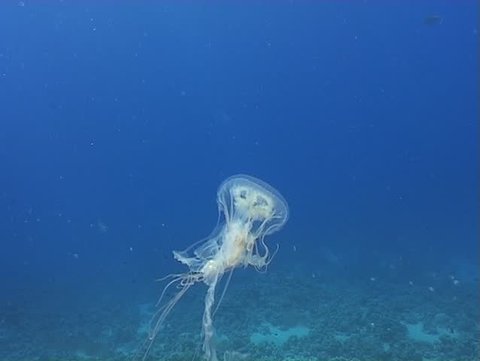 medusa underwater diving video