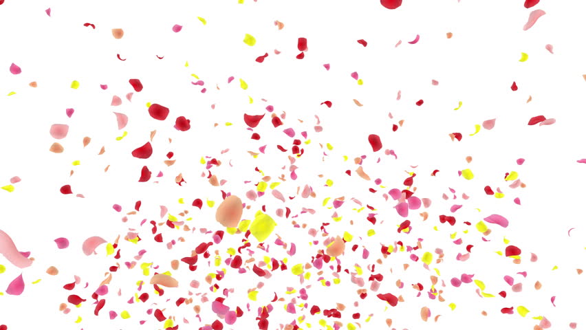Flower Petals Stock Footage Video (100% Royalty-free) 9398768
