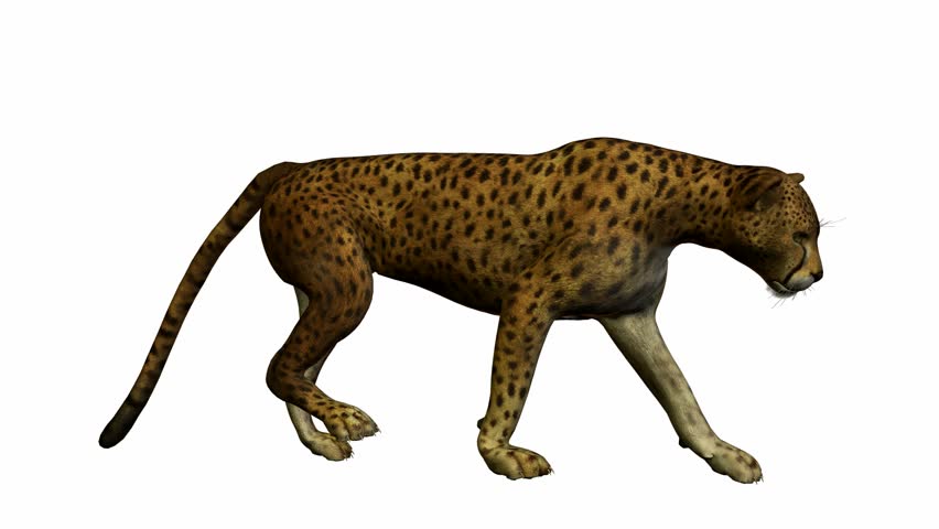 cheetah 3d screen shots