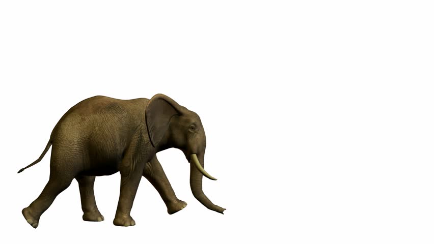 Elephant Walking On A White Stock Footage Video 100 Royalty Free Shutterstock