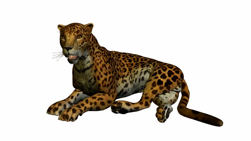 Jaguar Lying Down On a Stock Footage Video (100% Royalty-free) 940114 ...