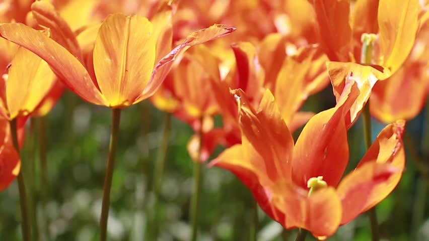 Orange Tulips, Open Flower Stock Footage Video (100