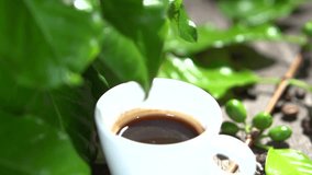 Cup of coffee on a background of green leaves of the coffee tree. Drop dripping from a leaf and drops in a cup of coffee. Slow motion 240 fps. Slowmo. 1080p full HD video footage