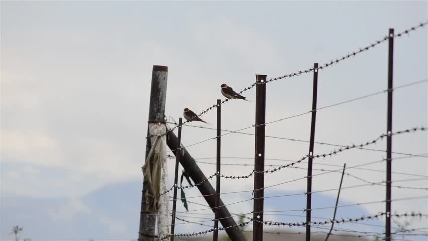 Two swallows perch on a fence before flying away. Mountains can be seen right in the distance. 