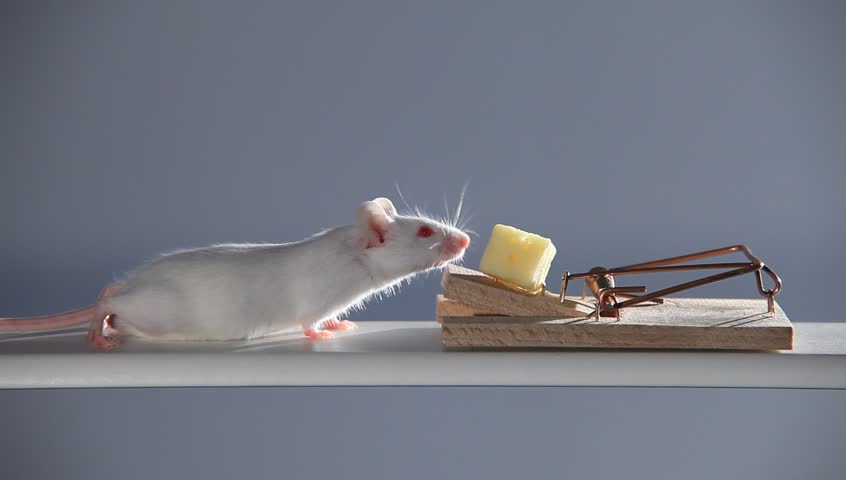 White mouse sniffing at a piece of cheese in mousetrap Shutterstock HD Vide...