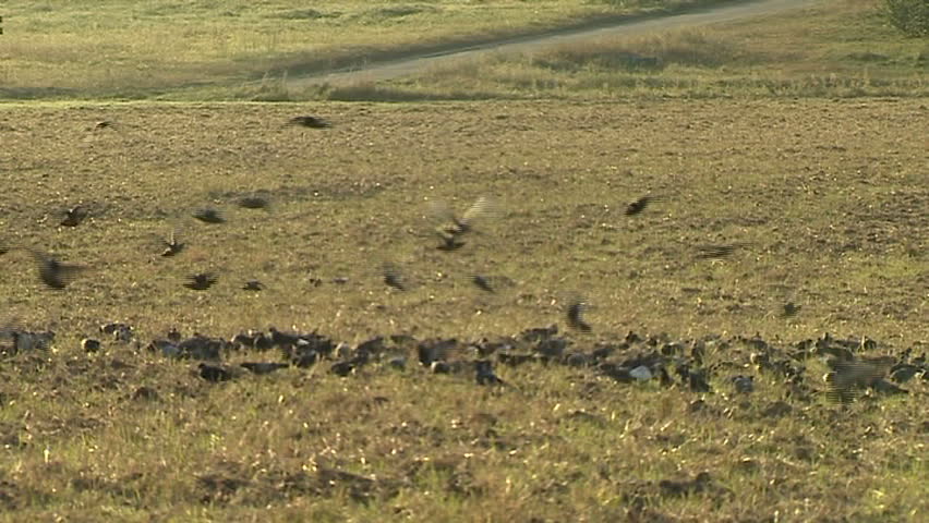 Flock of birds