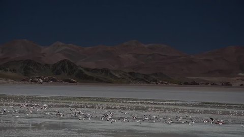Flamingos in great pond, Argentina