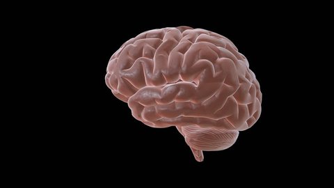 Rotating Brain Animation Stock Footage Video (100% Royalty-free) 941605 |  Shutterstock