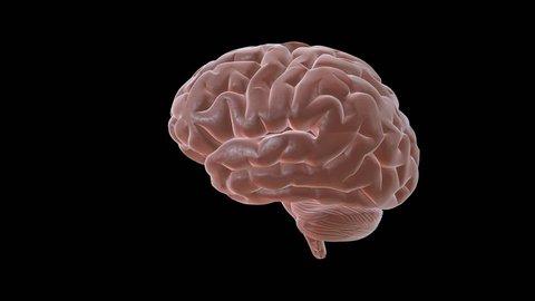 Rotating Brain Animation Stock Footage Video (100% Royalty-free) 941605 | Shutterstock Rotating Brain Animation Stock Footage Video (100% Royalty-free) 941605 | Shutterstock