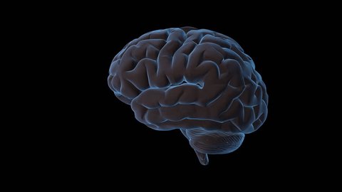 Rotating Brain Animation Stock Footage Video (100% Royalty-free) 941614 |  Shutterstock