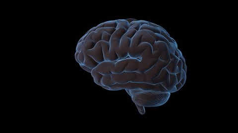 Rotating Brain Animation Stock Footage Video (100% Royalty-free) 941614 | Shutterstock Rotating Brain Animation Stock Footage Video (100% Royalty-free) 941614 | Shutterstock