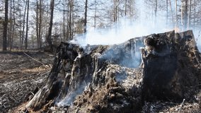 Forest after fire. Fire. The burned down trees. - Powered by Shutterstock - Get 15% off with code: PIKWIZARD15