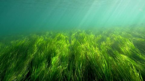 Seagrass in slow motion