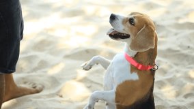 play with beagle dog