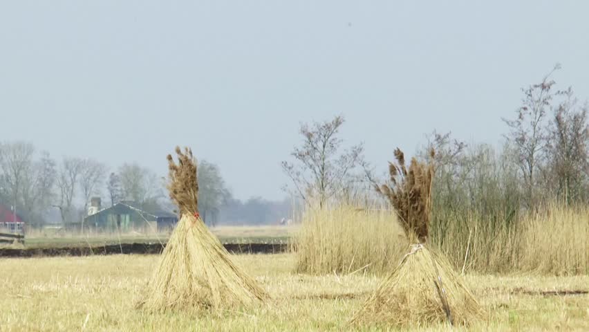 Phragmites australis. Reed plant used for thatching, original historic materials